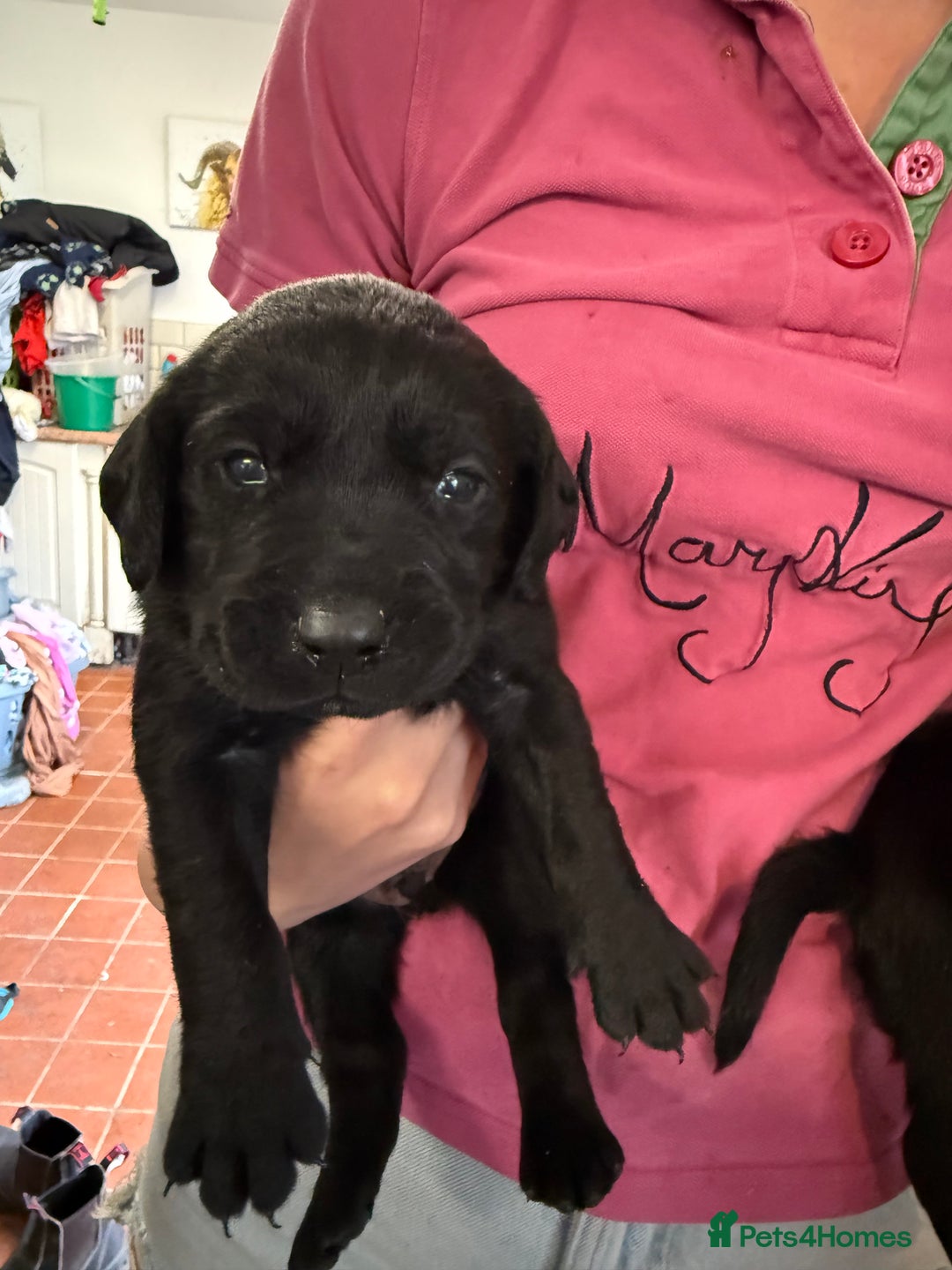 Labrador Retriever dogs for sale: ✨KC reg Lab puppies from health tested parents✨ - Image 5
