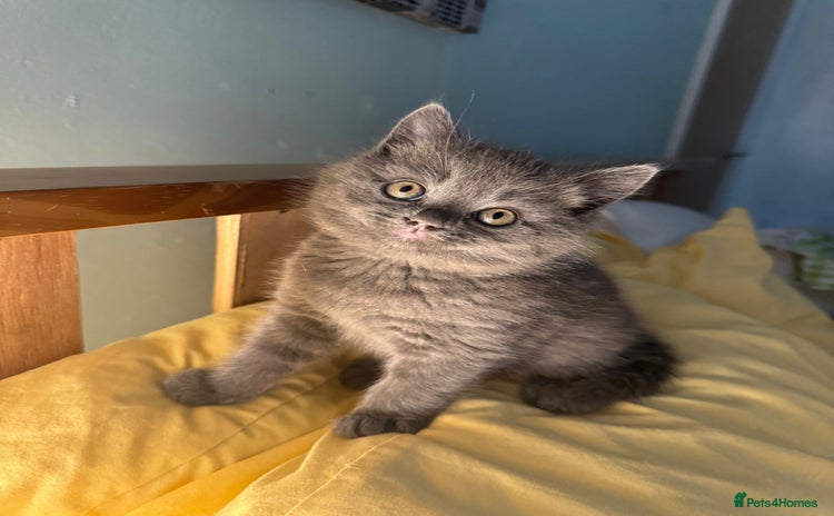 British Shorthair cats - Advert 6