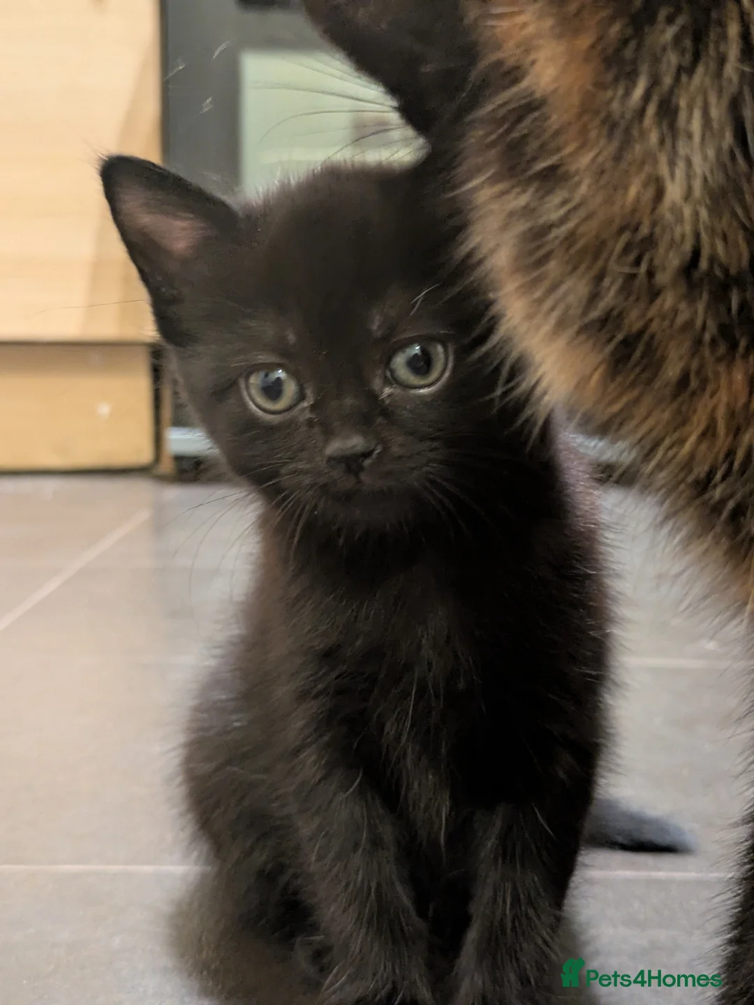 Mixed Breed cats for sale: 1 male 3 female  - Advert 1