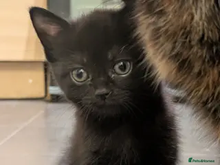 Mixed Breed cats 1 male 3 female - Advert 1