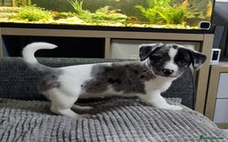 Jack Russell dogs for sale: Jack Russell Pups (ready 24th July) - Image 11