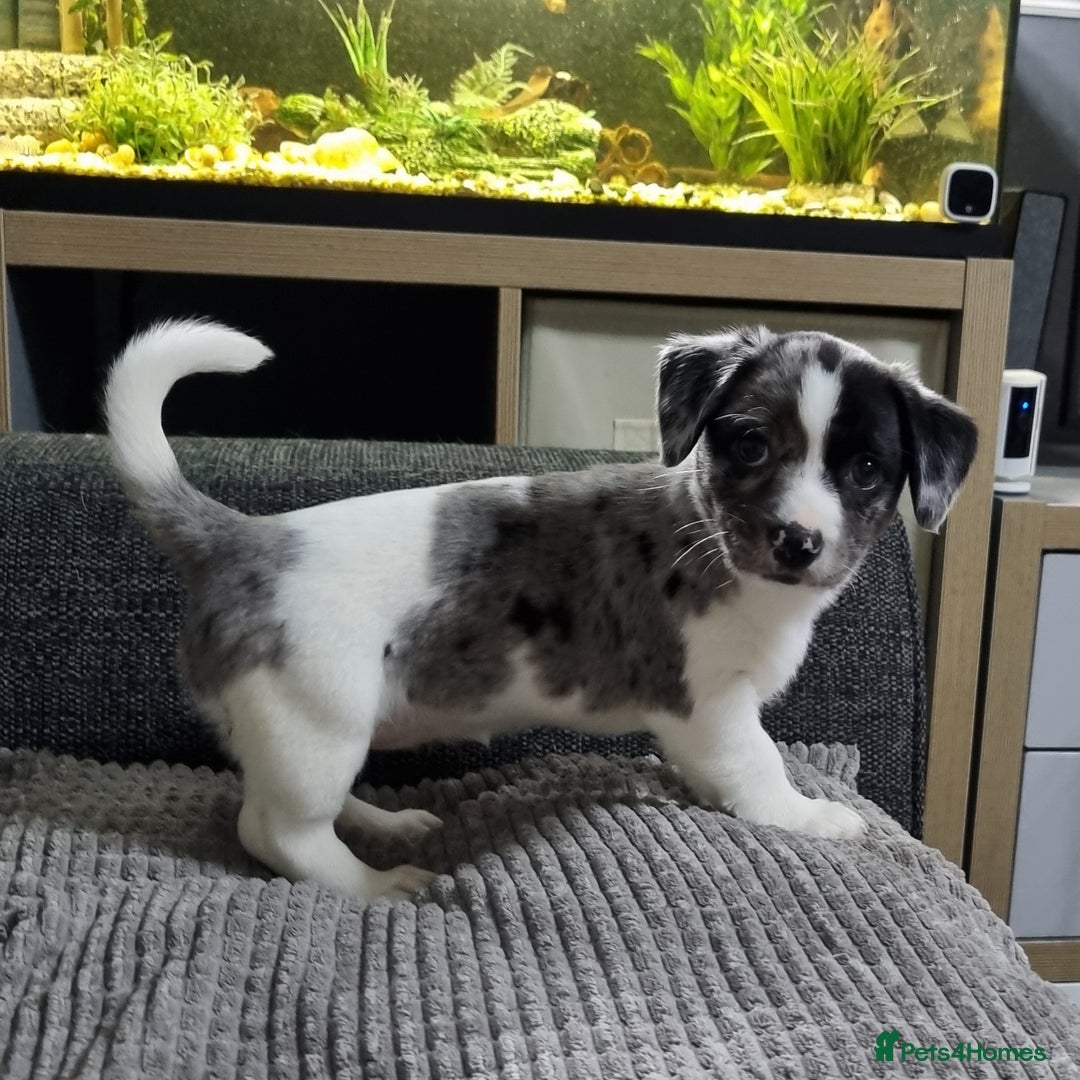 Jack Russell dogs for sale: Jack Russell Pups (ready 24th July) - Image 11