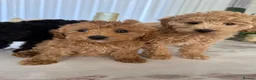 Toy Poodle dogs for sale: Four little gorgeous Toy Poodles - Advert 1