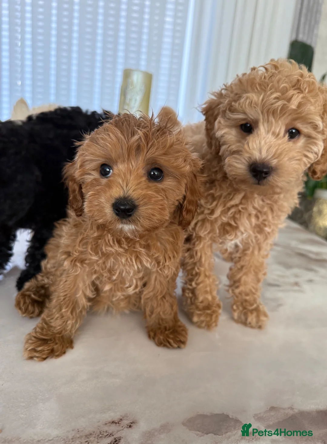 Toy Poodle dogs for sale: Four little gorgeous Toy Poodles - Advert 1