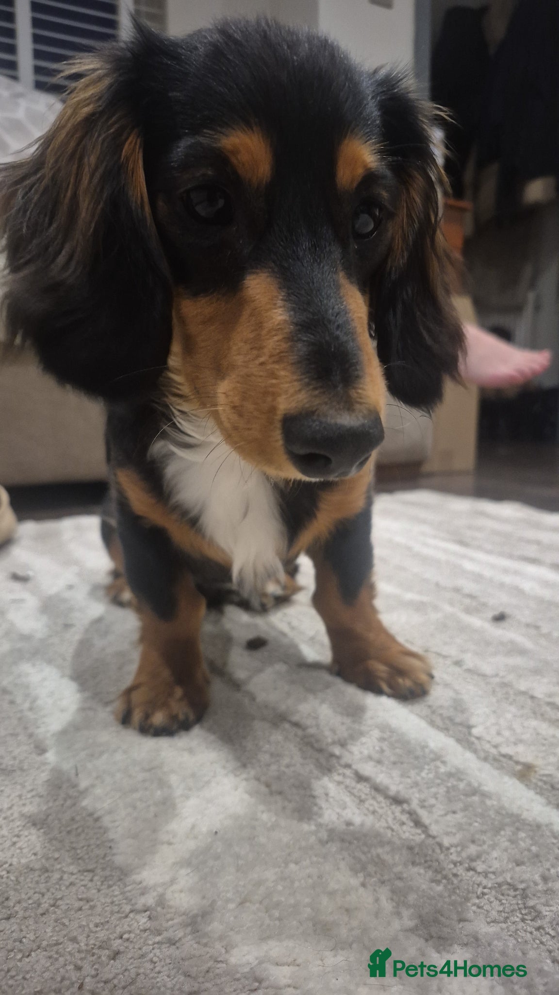 Dachshund dogs 7Month Long Haired Male Dachshund - Advert 6