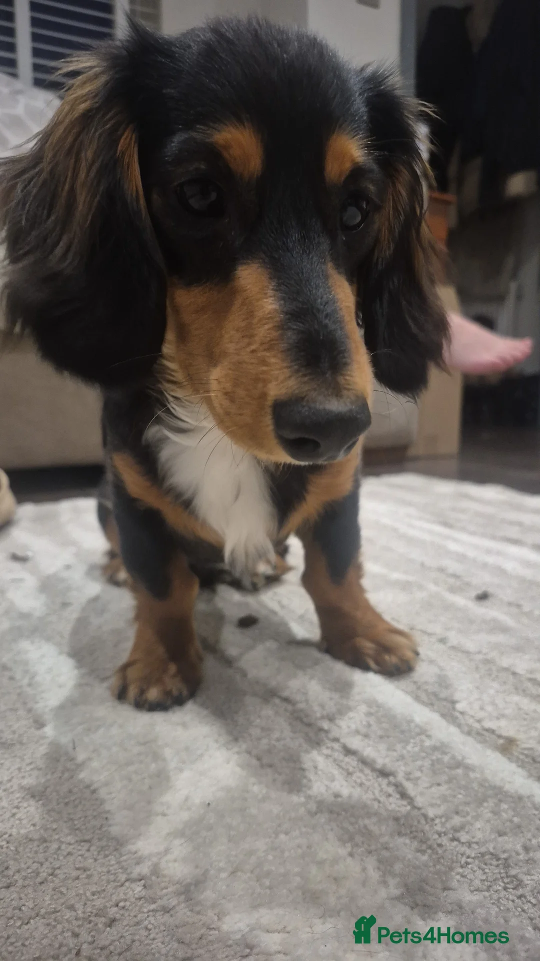 Dachshund dogs for sale: 7Month Long Haired Male Dachshund in Grays - Advert 1