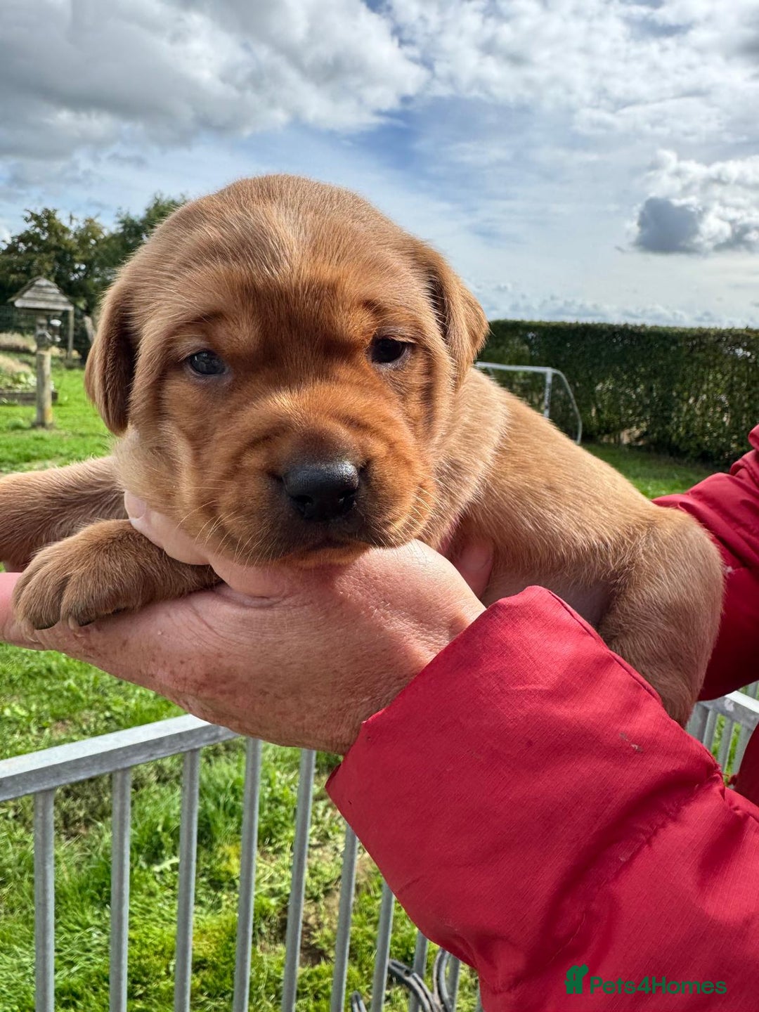 Labrador Retriever dogs for sale: 1st Class ⭐️⭐️⭐️⭐️⭐️ Licensed - Image 6