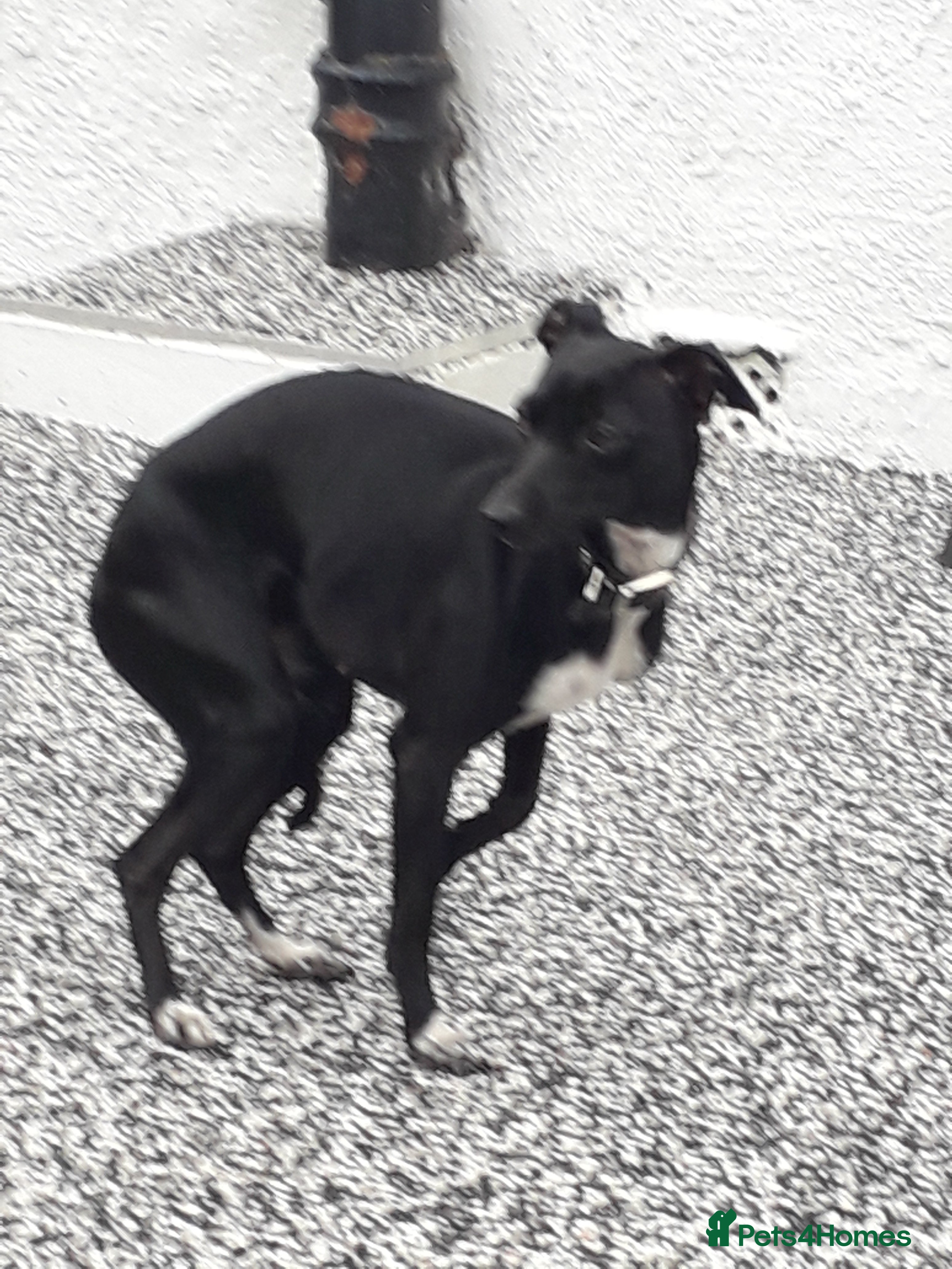 Italian Greyhound dogs Beautiful boy gorgeous girl Italian greyhounds  - Advert 1