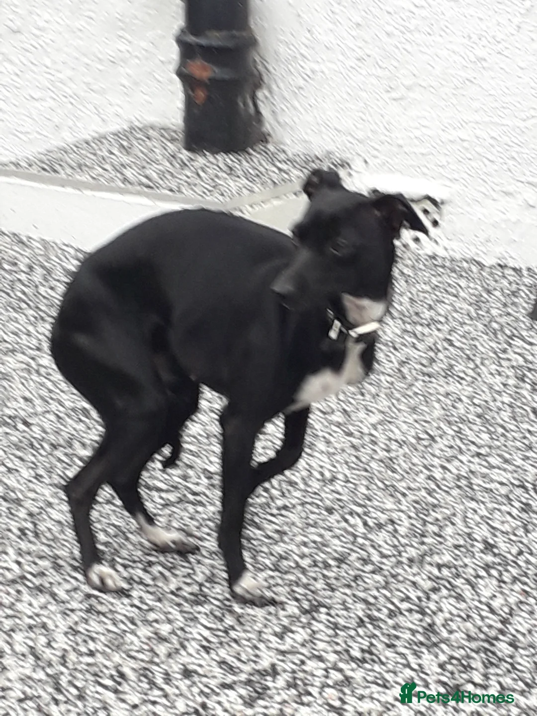 Italian Greyhound dogs for sale: Beautiful boy gorgeous girl Italian greyhounds  in Bradford - Advert 1