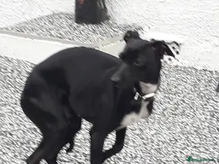 Italian Greyhound dogs Beautiful boy gorgeous girl Italian greyhounds - Advert 1