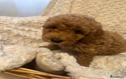 Toy Poodle dogs for sale: 🤎Toy poodles🤎 - Image 19