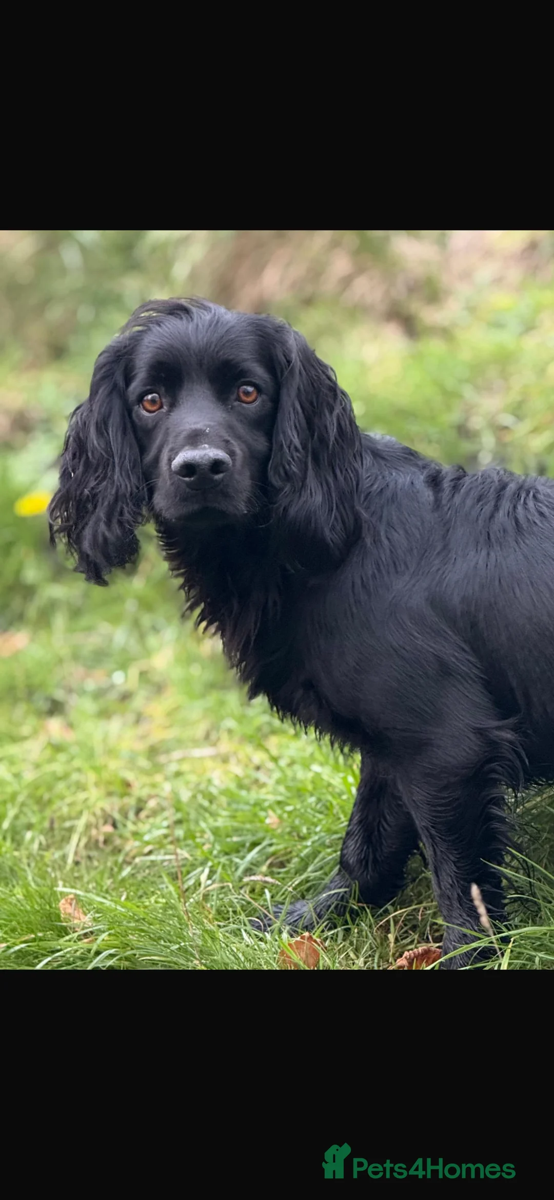 Cocker Spaniel dogs for sale: Working cocker spaniel puppies - Advert 8