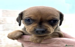 Mixed Breed dogs for sale: Pug x dachshund  ( Daug?) - Image 20