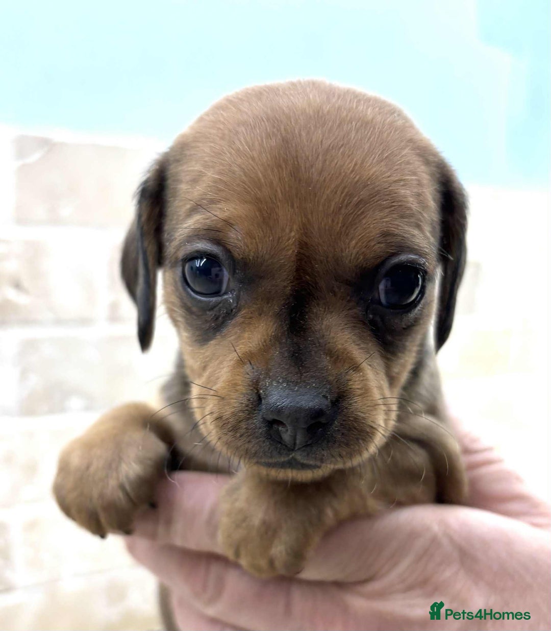 Mixed Breed dogs for sale: Pug x dachshund  ( Daug?) - Image 20