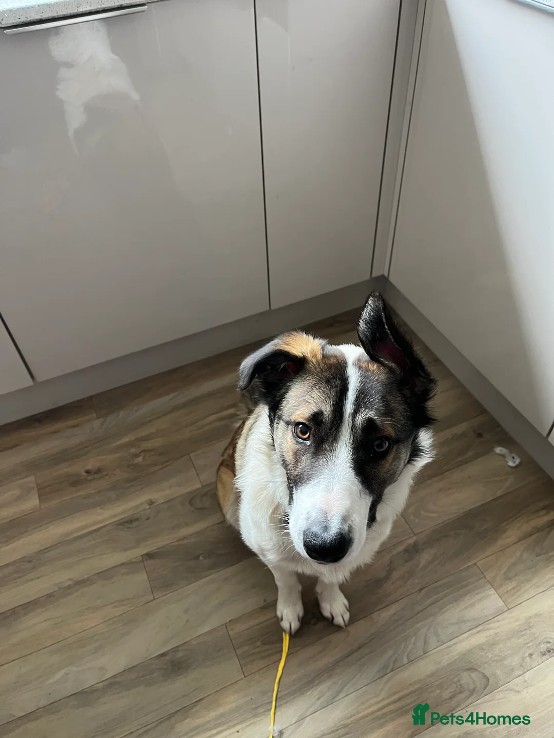 Mixed Breed dogs for sale: Border x Welsh 8 month old puppy in Plymouth - Advert 5