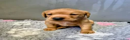 Labrador Retriever dogs for sale: KC Fox Red Labrador Puppies  - Advert 3