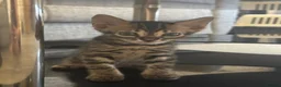 Bengal cats for sale: Bengal kittens - Advert 5