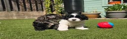 Lhasapoo dogs for sale: Stunning Lhasapoo Puppies. READY NOW! - Advert 10