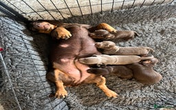 Miniature Dachshund dogs for sale: Gorgeous short & Long haired boys - Image 4