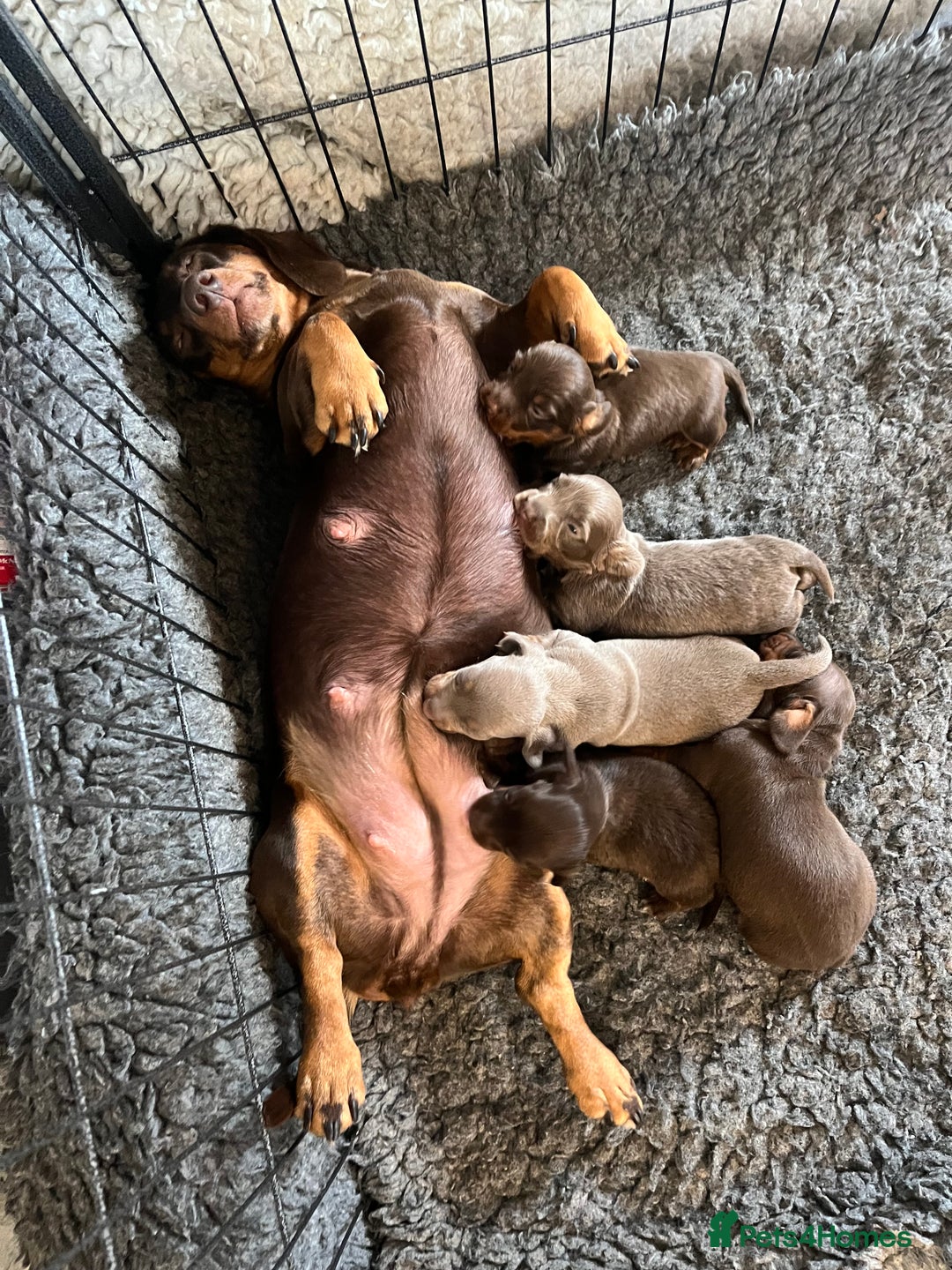 Miniature Dachshund dogs for sale: Gorgeous short & Long haired boys - Image 4