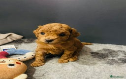 Toy Poodle dogs for sale: Tiny Toy Poodles - Advert 12