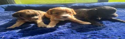 Cavapoo dogs for sale: Beautiful cavapoo puppies  - Advert 6
