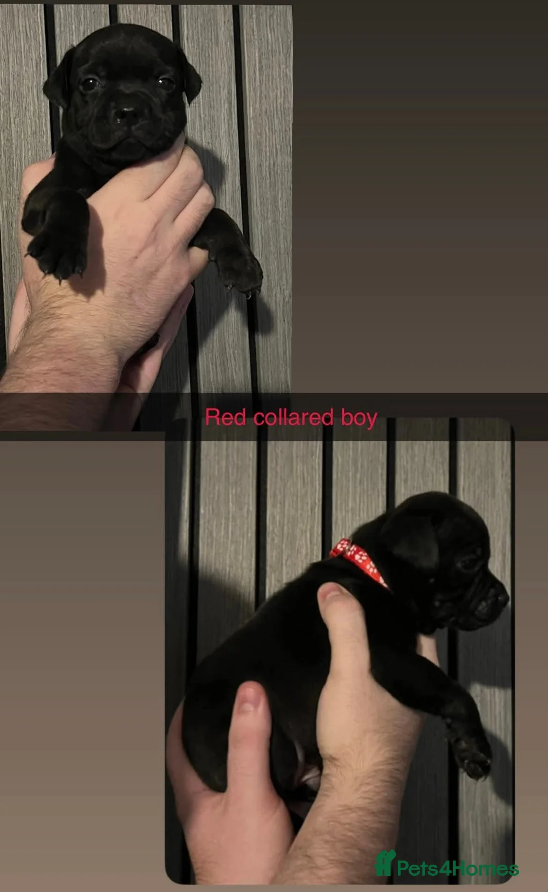 Staffordshire Bull Terrier dogs for stud: BLACK, Health tested kc registered STAFFORD STUD - Advert 13