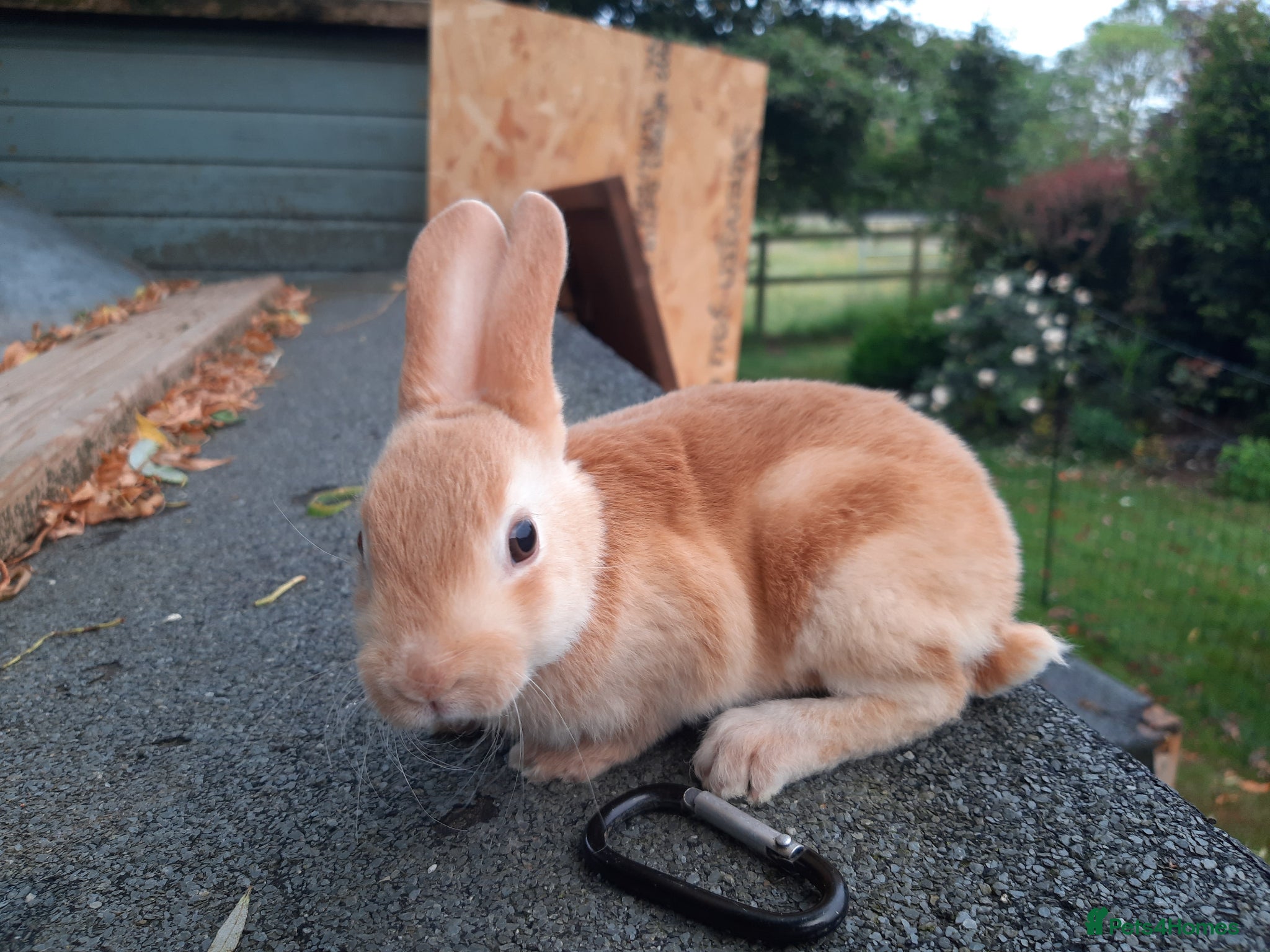 Mixed Breed rabbits for sale: Mixed rex and English tame and friendly rabbits - Advert 3