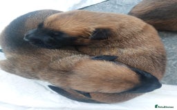 Belgian Shepherd Dog dogs for sale: PuppiesDWKC registered Working Line,Tested Parents - Image 16