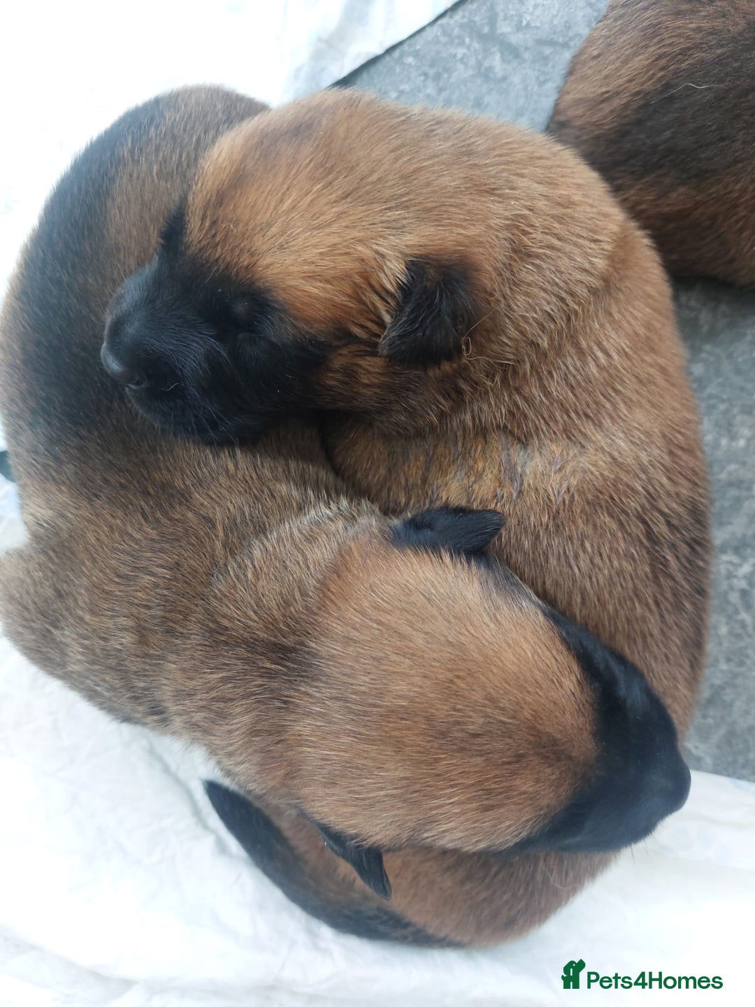 Belgian Shepherd Dog dogs for sale: PuppiesDWKC registered Working Line,Tested Parents - Image 16