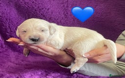 Golden Retriever dogs for sale: KC Reg Cream Boys from health tested parents.  - Image 23