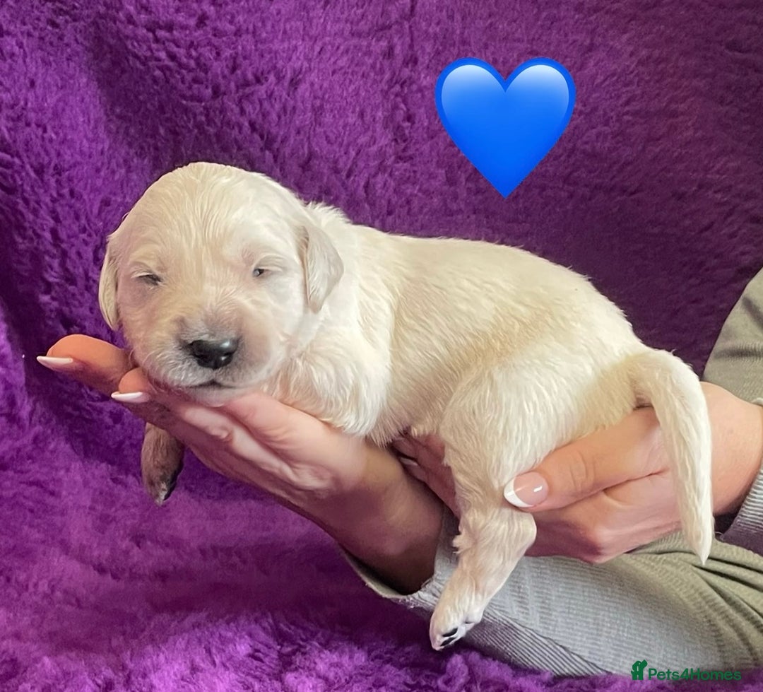 Golden Retriever dogs for sale: KC Reg Cream Boys from health tested parents.  - Image 23