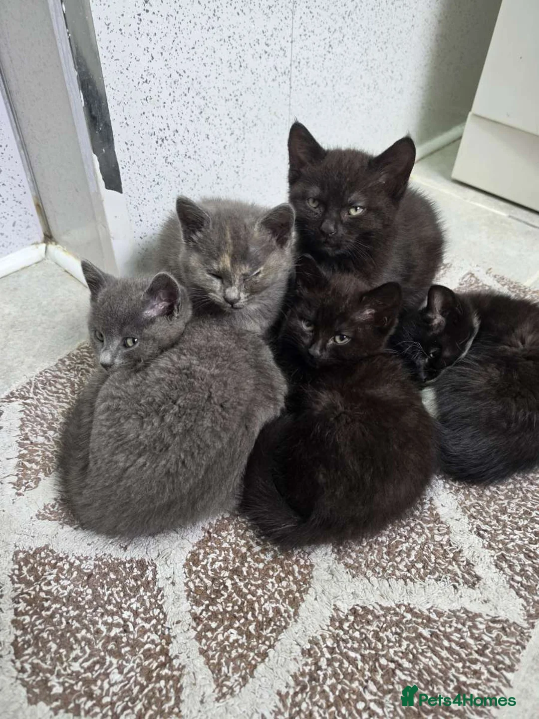 Mixed Breed cats for sale: BRITISH SHORTHAIR X MAIN COON MIX in Birmingham - Advert 2