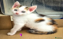 Mixed Breed cats for sale: 7 adorable kittens looking for loving homes - Image 5