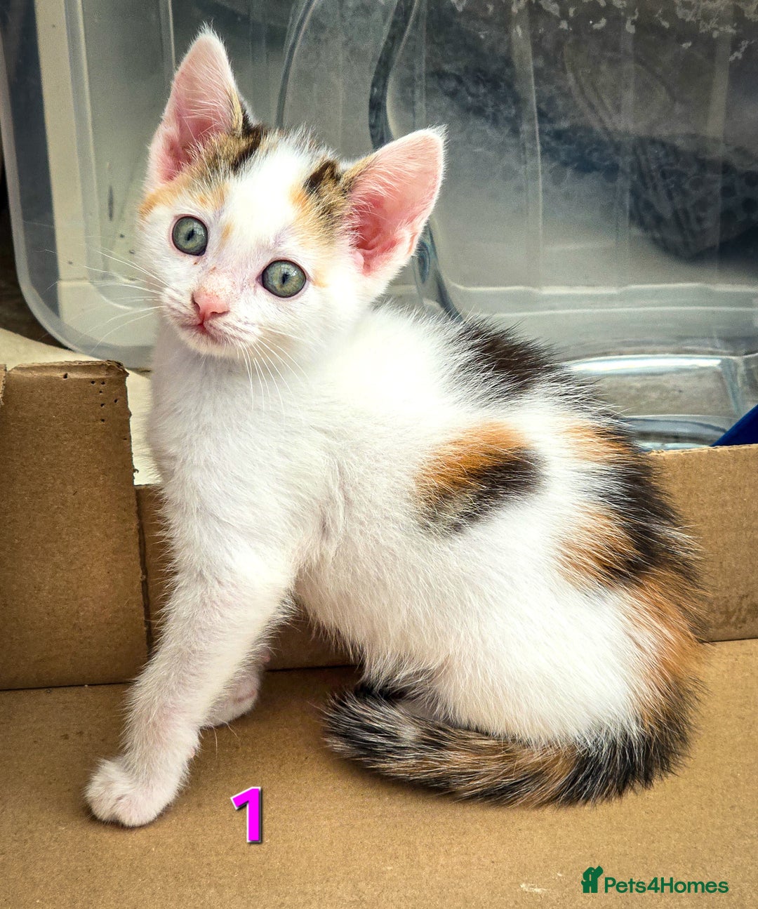 Mixed Breed cats for sale: 7 adorable kittens looking for loving homes - Image 5