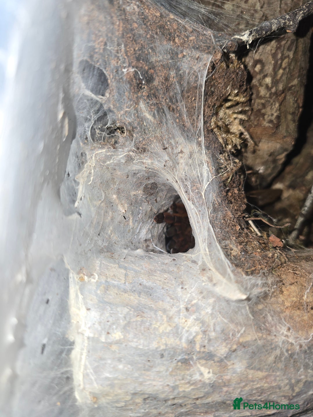 Spiders invertebrates for sale: Peach earth tiger - Image 1