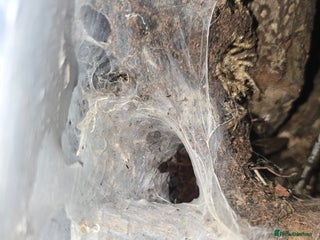 Spiders invertebrates - Advert 15