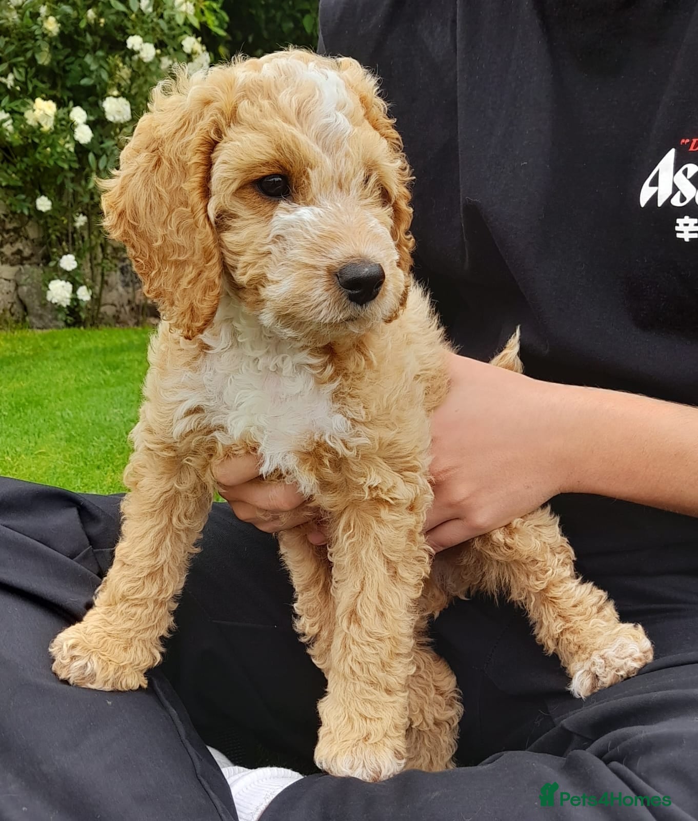 Cockapoo dogs *LAST BOY PUP REMAINING* gorgeous F2 Cockapoo pups - Advert 1