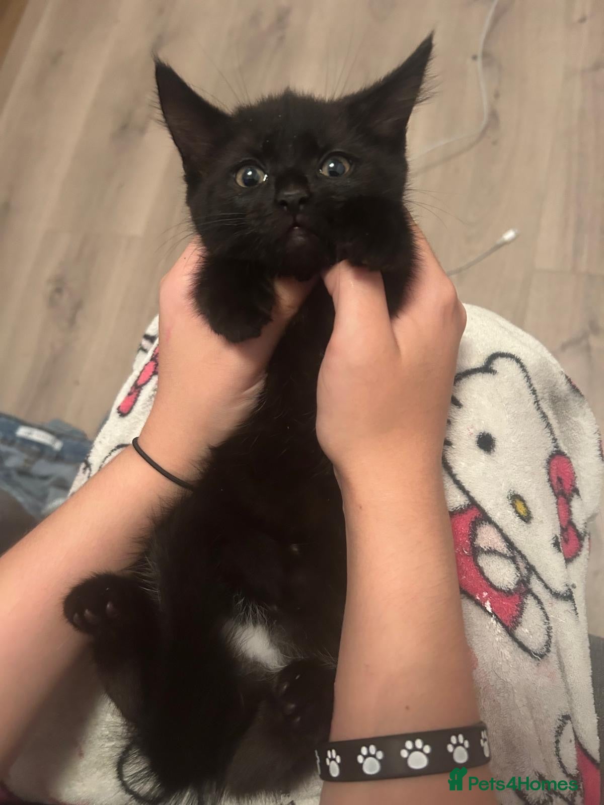 Mixed Breed cats Female kitten  - Advert 2