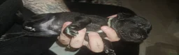 Mixed Breed dogs for sale: Puppies in Slough - Advert 3