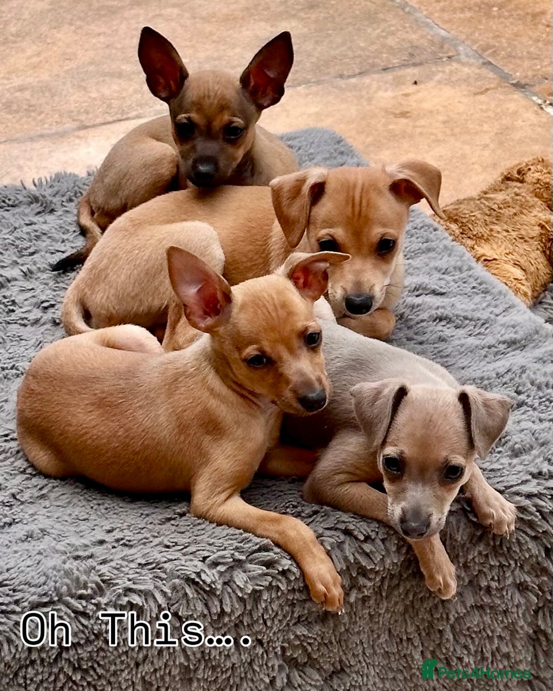 Italian Greyhound dogs for sale: 3/4 Italian Greyhound 1/4 Miniture Pinscher  in Devizes - Image 3