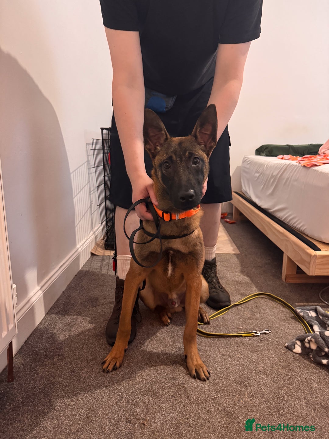 Belgian Shepherd Dog dogs for sale: Kairo - Urgent Rehome - Image 5