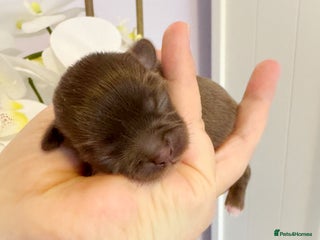 Chihuahua dogs Kc reg chocolate and lilac LC quality puppies - Advert 6