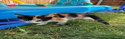 Norwegian Forest Cat cats for sale: 3 kittens - Advert 11