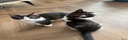 Mixed Breed cats for sale: Beautiful tuxedo kittens one boy and one girl  - Advert 11