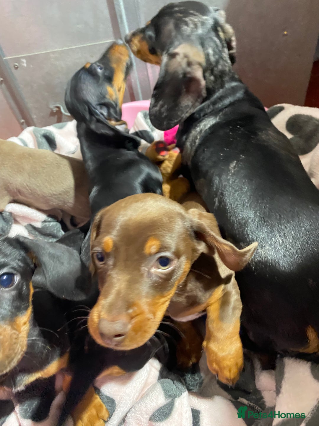 Miniature Dachshund dogs for sale: Miniature dachshund puppies  - Advert 12