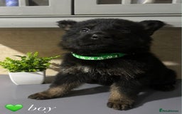 German Shepherd dogs for sale: Playful German Sheperds Puppies for sale!!! - Image 8