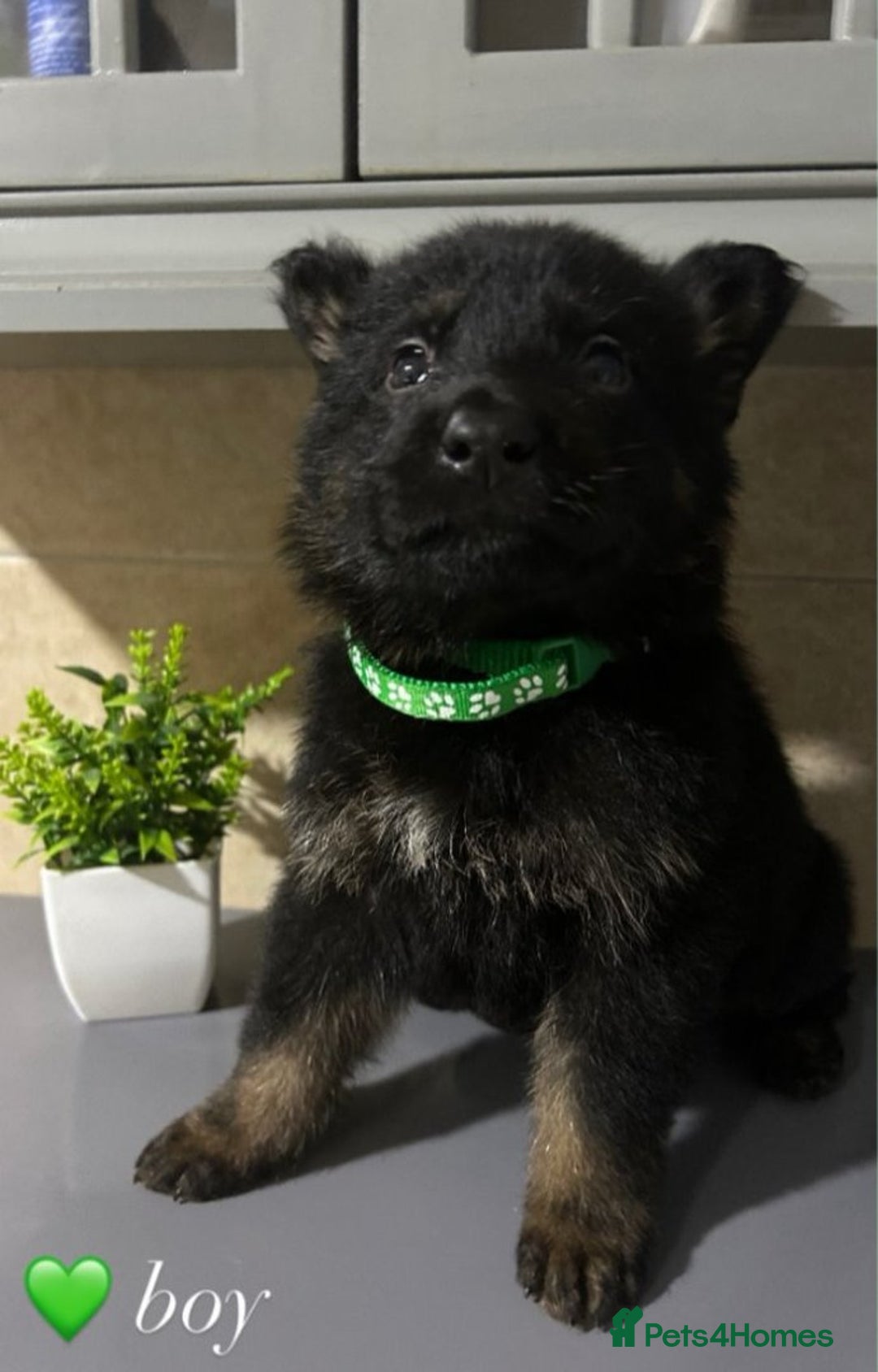 German Shepherd dogs for sale: Playful German Sheperds Puppies for sale!!! - Image 8