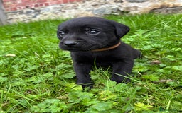 Labrador Retriever dogs for sale: Outstanding KC Registered Labrador Puppies - Image 12