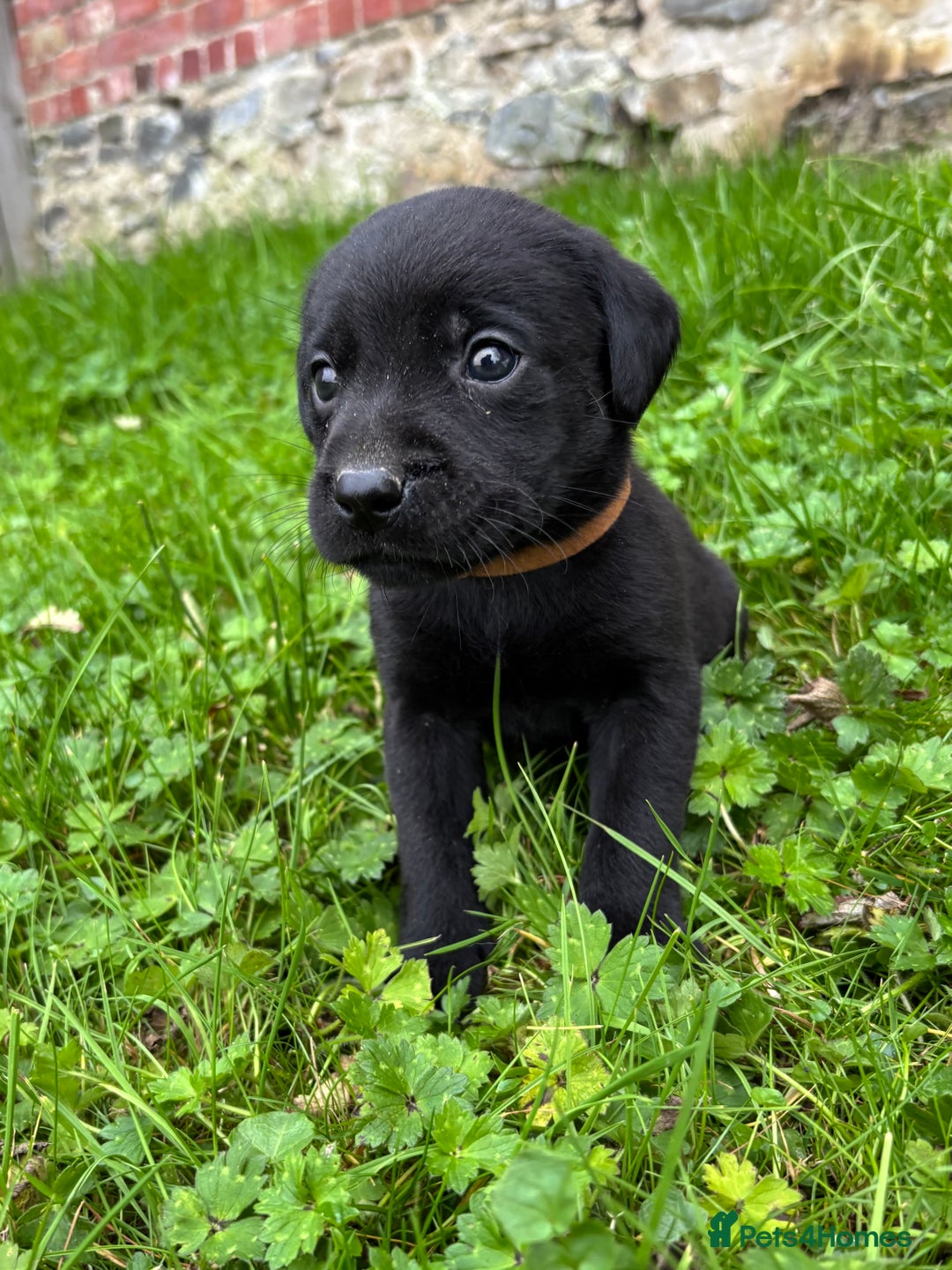 Labrador Retriever dogs for sale: Outstanding KC Registered Labrador Puppies - Image 12
